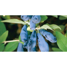 Жимолость їстівна Тундра | Lonicera edulis Tundra | Жимолость съедобная Тундра