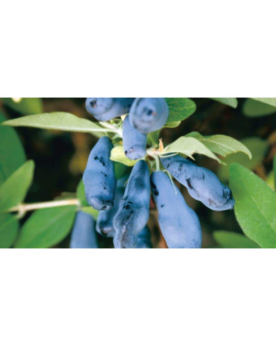 Жимолость їстівна Тундра | Lonicera edulis Tundra | Жимолость съедобная Тундра