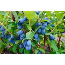Жимолость їстівна Тундра | Lonicera edulis Tundra | Жимолость съедобная Тундра