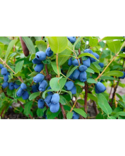 Жимолость їстівна Тундра | Lonicera edulis Tundra | Жимолость съедобная Тундра