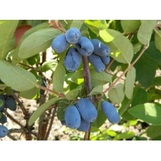 Жимолость їстівна Тундра | Lonicera edulis Tundra | Жимолость съедобная Тундра