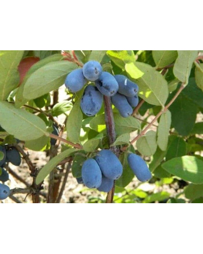 Жимолость їстівна Тундра | Lonicera edulis Tundra | Жимолость съедобная Тундра