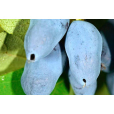 Жимолость їстівна Тундра | Lonicera edulis Tundra | Жимолость съедобная Тундра