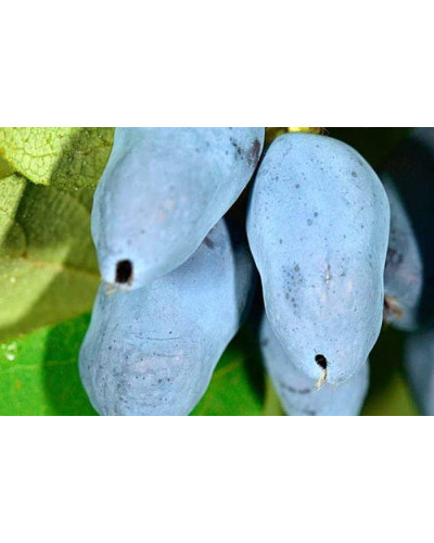 Жимолость їстівна Тундра | Lonicera edulis Tundra | Жимолость съедобная Тундра