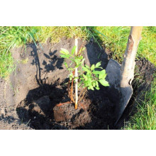 Жимолость їстівна Тундра | Lonicera edulis Tundra | Жимолость съедобная Тундра