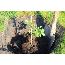 Жимолость їстівна Тундра | Lonicera edulis Tundra | Жимолость съедобная Тундра