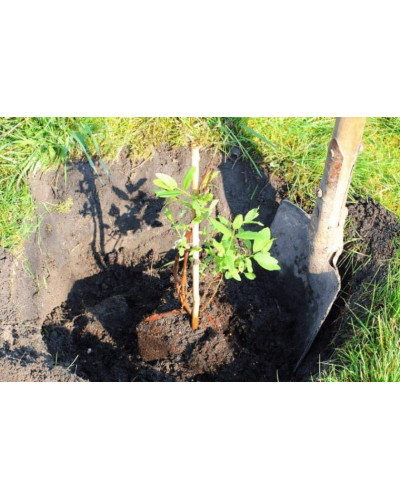 Жимолость їстівна Тундра | Lonicera edulis Tundra | Жимолость съедобная Тундра