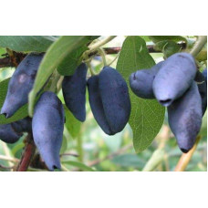 Жимолость їстівна Тундра | Lonicera edulis Tundra | Жимолость съедобная Тундра