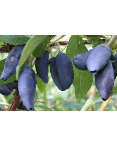 Жимолость їстівна Тундра | Lonicera edulis Tundra | Жимолость съедобная Тундра