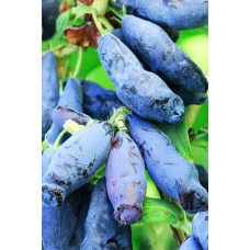 Жимолость камчатська Атут (їстівна) | Lonicera kamtschatica Atut (edible) | Жимолость камчатская Атут (съедобная)
