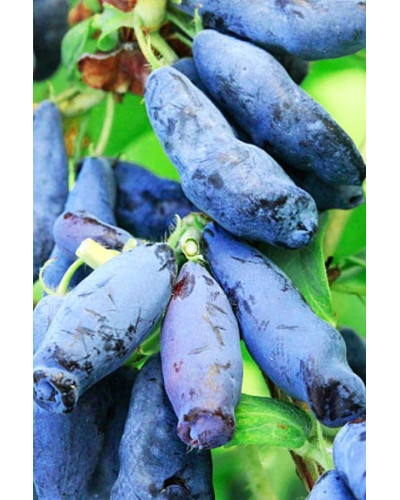 Жимолость камчатська Атут (їстівна) | Lonicera kamtschatica Atut (edible) | Жимолость камчатская Атут (съедобная)