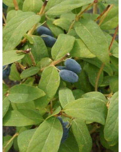 Жимолость камчатська Атут (їстівна) | Lonicera kamtschatica Atut (edible) | Жимолость камчатская Атут (съедобная)