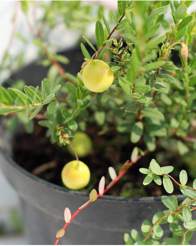 Журавлина великоплідна Пілігрім | Vaccinium macrocarpon Pilgrim | Клюква крупноплодная Пилигрим