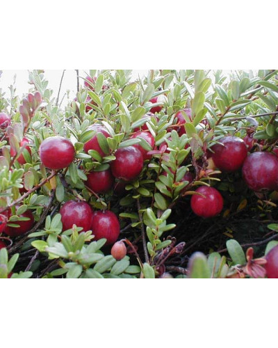 Журавлина великоплідна Пілігрім | Vaccinium macrocarpon Pilgrim | Клюква крупноплодная Пилигрим