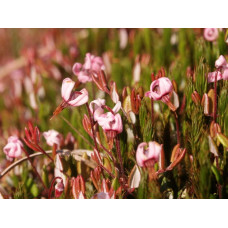 Журавлина великоплідна Пілігрім | Vaccinium macrocarpon Pilgrim | Клюква крупноплодная Пилигрим