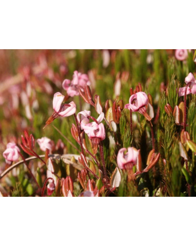 Журавлина великоплідна Пілігрім | Vaccinium macrocarpon Pilgrim | Клюква крупноплодная Пилигрим