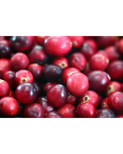 Журавлина великоплідна Пілігрім | Vaccinium macrocarpon Pilgrim | Клюква крупноплодная Пилигрим