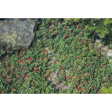 Журавлина великоплідна Пілігрім | Vaccinium macrocarpon Pilgrim | Клюква крупноплодная Пилигрим