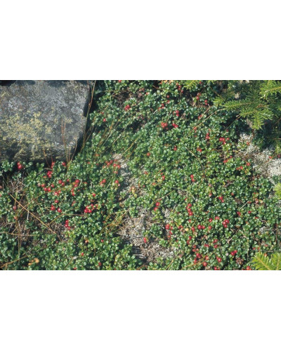 Журавлина великоплідна Пілігрім | Vaccinium macrocarpon Pilgrim | Клюква крупноплодная Пилигрим