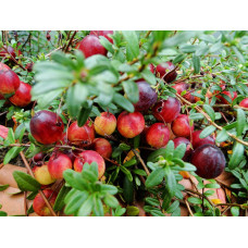 Журавлина великоплідна Пілігрім | Vaccinium macrocarpon Pilgrim | Клюква крупноплодная Пилигрим