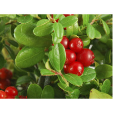 Журавлина великоплідна Пілігрім | Vaccinium macrocarpon Pilgrim | Клюква крупноплодная Пилигрим