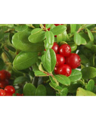 Журавлина великоплідна Пілігрім | Vaccinium macrocarpon Pilgrim | Клюква крупноплодная Пилигрим