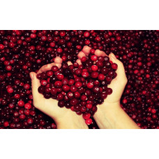 Журавлина великоплідна Пілігрім | Vaccinium macrocarpon Pilgrim | Клюква крупноплодная Пилигрим