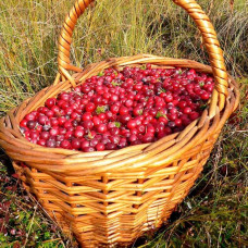 Журавлина великоплідна Пілігрім | Vaccinium macrocarpon Pilgrim | Клюква крупноплодная Пилигрим