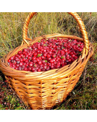 Журавлина великоплідна Пілігрім | Vaccinium macrocarpon Pilgrim | Клюква крупноплодная Пилигрим