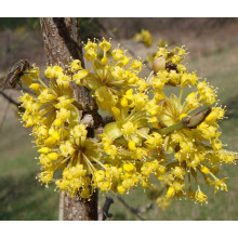 Кизил справжній / Дерен звичайний | Cornus mas | Кизил обыкновенный