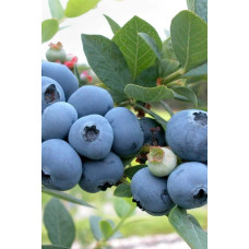 Лохина високоросла Блюкроп | Vaccinium corymbosum BluecropГолубика высокорослая Блюкроп | Vaccinium corymbosum Bluecrop