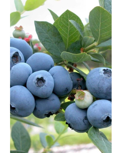 Лохина високоросла Блюкроп | Vaccinium corymbosum BluecropГолубика высокорослая Блюкроп | Vaccinium corymbosum Bluecrop