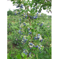Лохина високоросла Блюкроп | Vaccinium corymbosum BluecropГолубика высокорослая Блюкроп | Vaccinium corymbosum Bluecrop