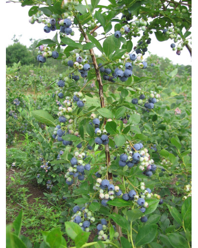 Лохина високоросла Блюкроп | Vaccinium corymbosum BluecropГолубика высокорослая Блюкроп | Vaccinium corymbosum Bluecrop