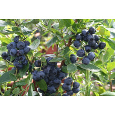 Лохина високоросла Блюкроп | Vaccinium corymbosum BluecropГолубика высокорослая Блюкроп | Vaccinium corymbosum Bluecrop