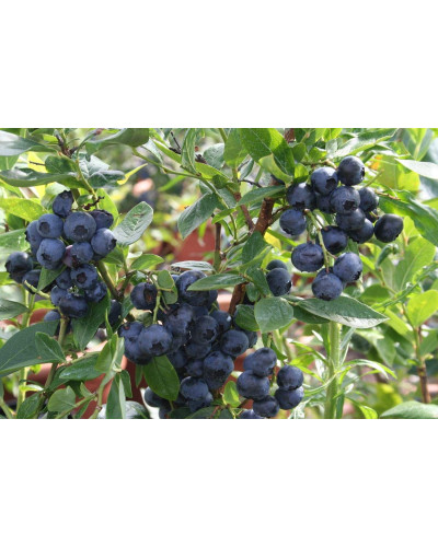 Лохина високоросла Блюкроп | Vaccinium corymbosum BluecropГолубика высокорослая Блюкроп | Vaccinium corymbosum Bluecrop