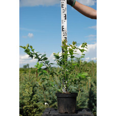 Лохина високоросла Блюкроп | Vaccinium corymbosum BluecropГолубика высокорослая Блюкроп | Vaccinium corymbosum Bluecrop