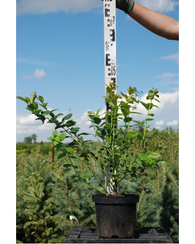 Лохина високоросла Блюкроп | Vaccinium corymbosum BluecropГолубика высокорослая Блюкроп | Vaccinium corymbosum Bluecrop
