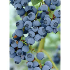Лохина високоросла Блюкроп | Vaccinium corymbosum BluecropГолубика высокорослая Блюкроп | Vaccinium corymbosum Bluecrop