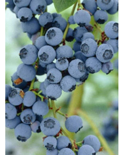 Лохина високоросла Блюкроп | Vaccinium corymbosum BluecropГолубика высокорослая Блюкроп | Vaccinium corymbosum Bluecrop