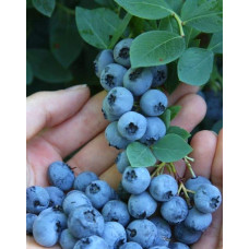 Лохина високоросла Блюкроп | Vaccinium corymbosum BluecropГолубика высокорослая Блюкроп | Vaccinium corymbosum Bluecrop