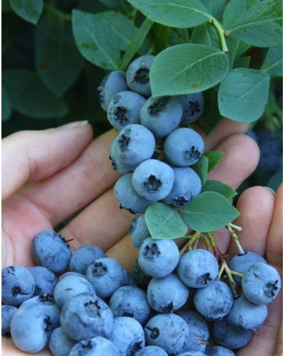 Лохина високоросла Блюкроп | Vaccinium corymbosum BluecropГолубика высокорослая Блюкроп | Vaccinium corymbosum Bluecrop