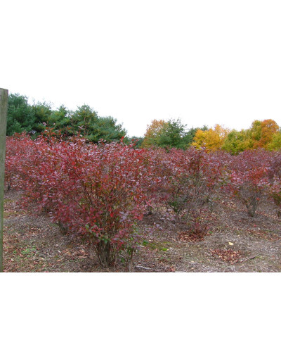 Лохина високоросла Блюкроп | Vaccinium corymbosum BluecropГолубика высокорослая Блюкроп | Vaccinium corymbosum Bluecrop