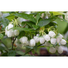 Лохина високоросла Блюкроп | Vaccinium corymbosum BluecropГолубика высокорослая Блюкроп | Vaccinium corymbosum Bluecrop
