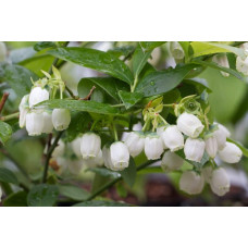 Лохина високоросла Блюкроп | Vaccinium corymbosum BluecropГолубика высокорослая Блюкроп | Vaccinium corymbosum Bluecrop