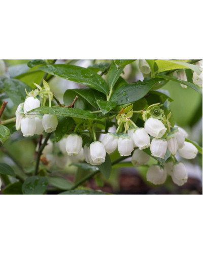 Лохина високоросла Блюкроп | Vaccinium corymbosum BluecropГолубика высокорослая Блюкроп | Vaccinium corymbosum Bluecrop