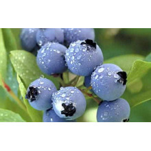 Лохина високоросла Блюкроп | Vaccinium corymbosum BluecropГолубика высокорослая Блюкроп | Vaccinium corymbosum Bluecrop