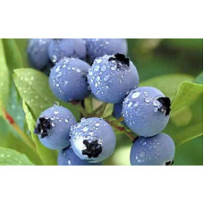 Лохина високоросла Блюкроп | Vaccinium corymbosum BluecropГолубика высокорослая Блюкроп | Vaccinium corymbosum Bluecrop