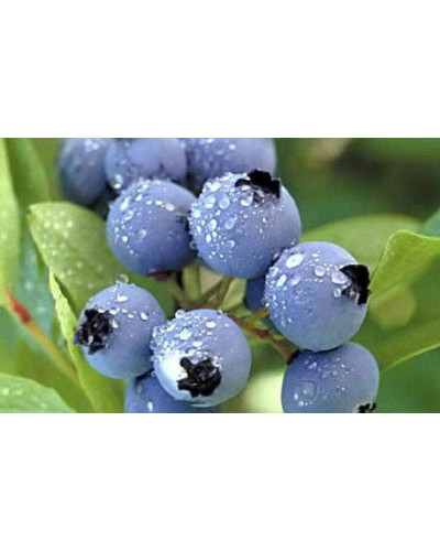 Лохина високоросла Блюкроп | Vaccinium corymbosum BluecropГолубика высокорослая Блюкроп | Vaccinium corymbosum Bluecrop