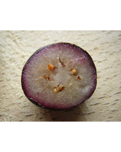 Лохина високоросла Блюкроп | Vaccinium corymbosum BluecropГолубика высокорослая Блюкроп | Vaccinium corymbosum Bluecrop